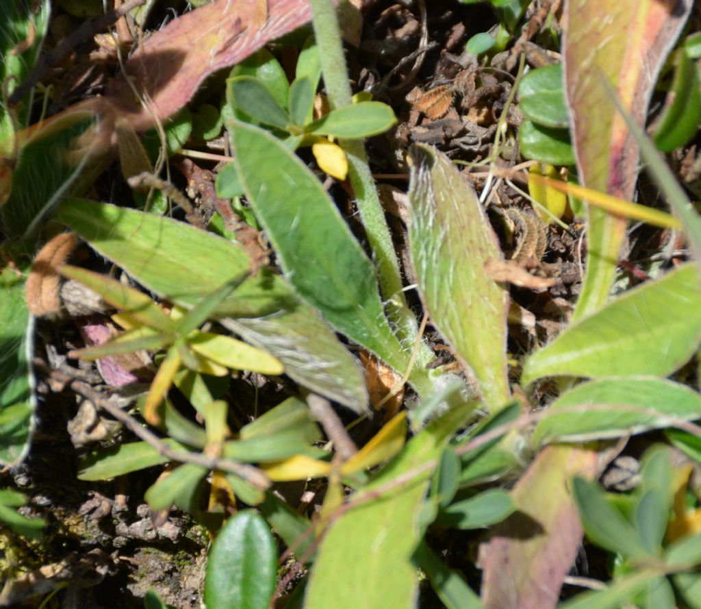 Pilosella officinarum (ex Hieracium pilosella)